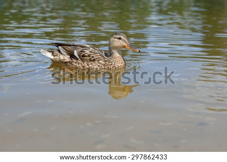 Duck and ducklings swimming in the lake