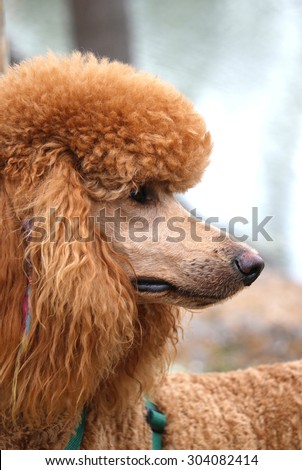 red standard poodle dog with green walking harness and coloured