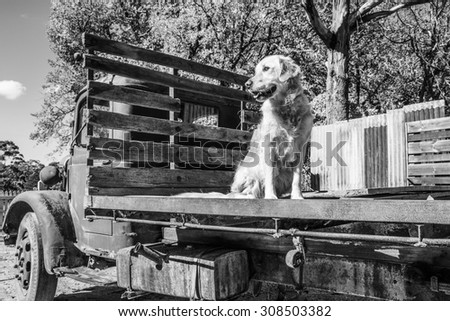 Golden retriever dog on back of old truck