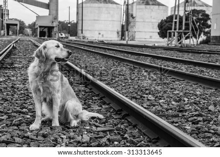 golden retriever dog on railway tracks looking back