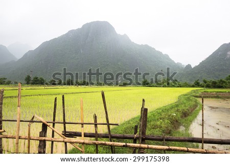Farmers transplant rice seedlings while it was raining.