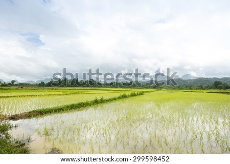 Farmers transplant rice seedlings while it was raining.