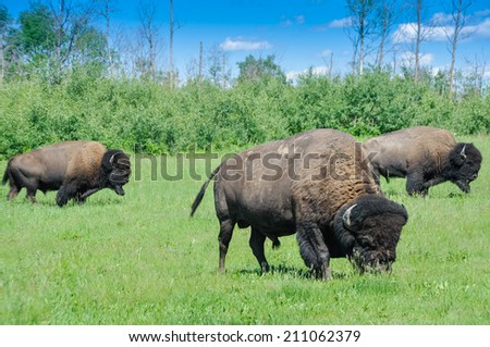 Herd of plains bison from Elk Island National Park in Alberta, Canada