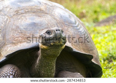 Giant tortoise in El Chato Tortoise Reserve, Galapagos islands (Ecuador)