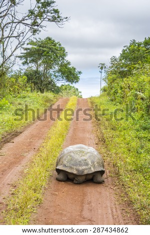 Giant Tortoise in El Chato Tortoise Reserve, Galapagos islands (Ecuador) ストックフォト © 