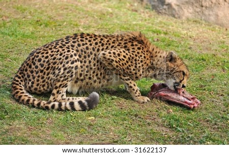Cheetah feeding time