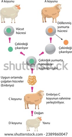 visual,sheep cloning,fertilized egg cell,body,nucleus is removed,fused with the egg cell,cells multiplying in a suitable environment,embryo,placed in the uterus of the sheep,born,offspring,clone