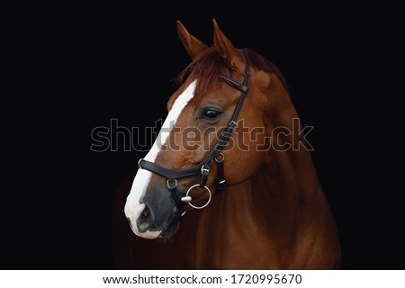 Similar – Image, Stock Photo beautiful brown horse portrait in the meadow