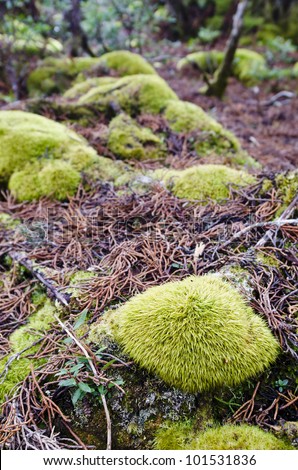 Moss mounds and pencil pine needles, Central highlands, Tasmania, Australia