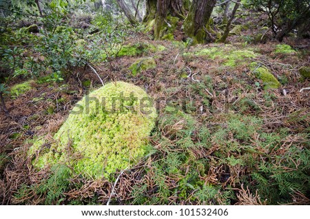 Moss and pencil pines in Tasmanian rain forest, central highlands, Tasmania, Australia