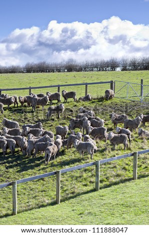 Sheep penned in pasture, Tasmania, Australia