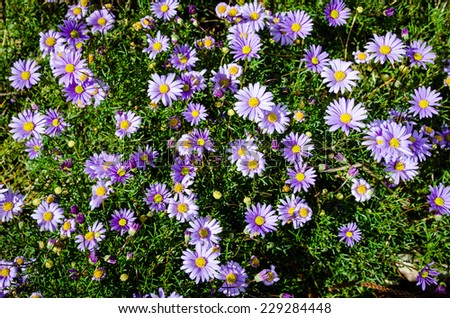 Similar – Image, Stock Photo Blue daisy, Brachyscome multifida from Australia