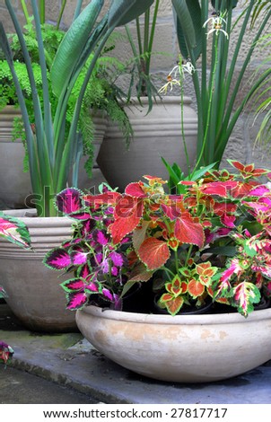 Garden Pots With Coleus Plants