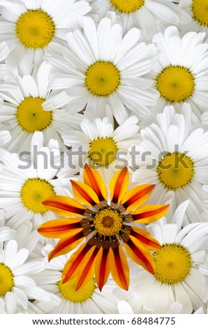 Gazania and daisy pattern