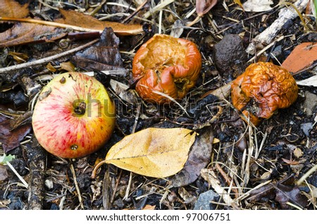 Similar – Image, Stock Photo Rotting leaves Decompose