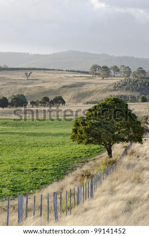 Fence-line dividing crop and pasture, Tasmania, Australia