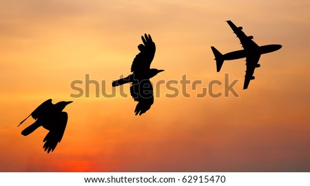 bird and plane flying black silhouette composition on sunset sky background