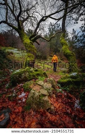 
A male in a yellow coat wandering in the forest Stok fotoğraf © 
