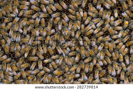 honey bees swarming on a honeycomb at bee farm