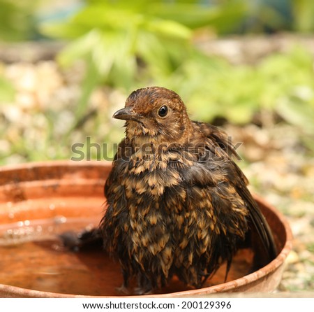 Close up of a female Blackbird cooling off in a bird bath