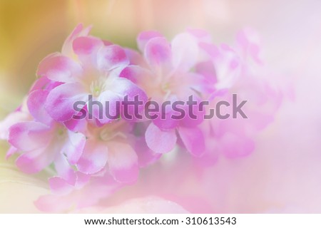 light pink flower in soft color and blur style for background