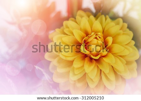 light yellow flower in soft color and blur style for background