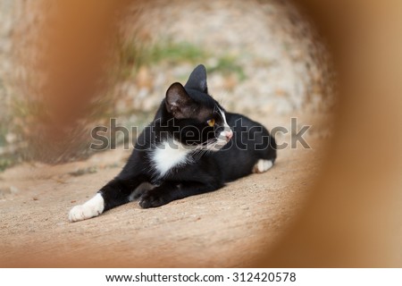 A black cat in community. select focus