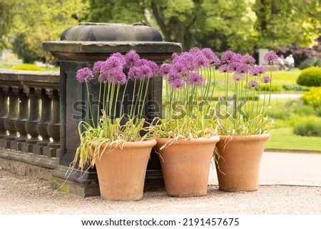 Similar – Image, Stock Photo Bulb of spring flowers on table