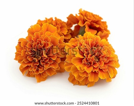 Similar – Image, Stock Photo orange petals cutout