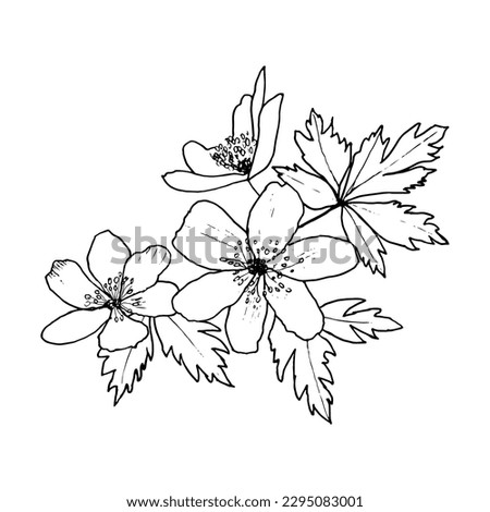 Similar – Image, Stock Photo wood anemone Wood anemone