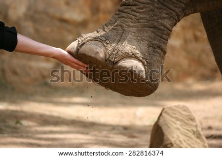 elephant feet