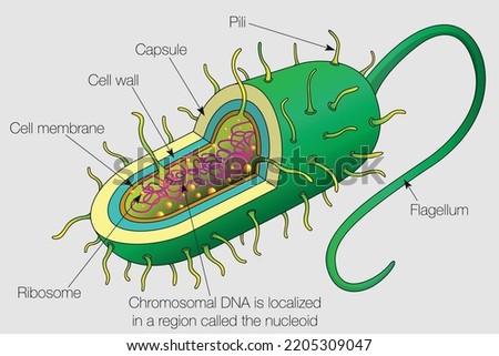 The graphic shows the parts of a bacterium cell with their names on a gray background. Vector image