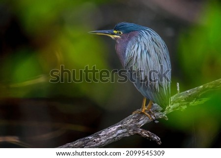 Green Heron perched on a branch in the marsh along the Indigo Trail at J.N. 'Ding' Darling National Wildlife Refuge, Sanibel Island, Florida. The Ding Darling National Wildlife Refuge is located in so Foto stock © 