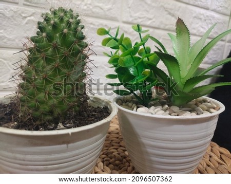 cactus, dekor, outdoor, background, garden Zdjęcia stock © 