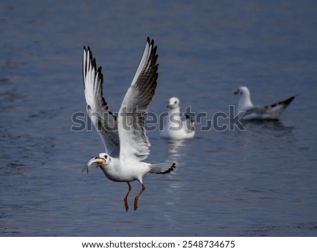 Similar – Seagulls hunting and flying over water