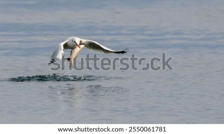 Similar – Seagulls hunting and flying over water