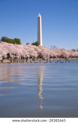 The Washington monument in Washington, DC during the cherry blossom festival
