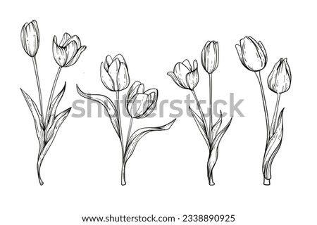 tulip outline. Tulip flower line art. Hand drawn set of tulips branches. Tulip Flower isolated on white background. vector illustration. tulip sketch. Abstract floral hand drawing outline tulips.