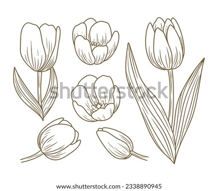 tulip outline. Tulip flower line art. Hand drawn set of tulips branches. Tulip Flower isolated on white background. vector illustration. tulip sketch. Abstract floral hand drawing outline tulips.