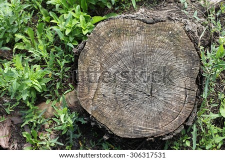 Cracked cut of tree, top view. Destruction of trees for the needs of mankind lead to environmental disaster