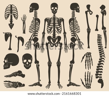 High quality detailed set of bones vector illustration. Human bones skeleton dark black silhouette collection. Foto d'archivio © 