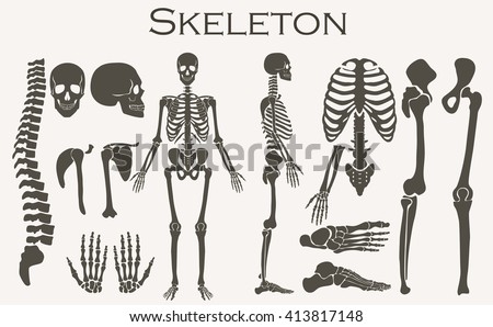 Human bones skeleton silhouette collection set. High detailed Vector illustration. Foto d'archivio © 