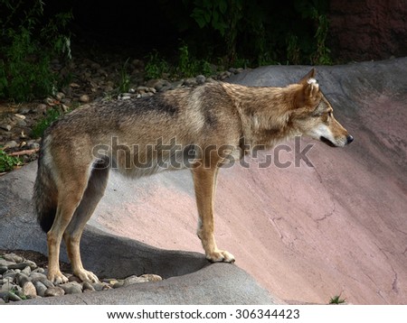 The Eurasian wolf female (Canis lupus lupus), also known as the common wolf or Middle Russian forest wolf