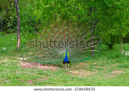 A peacock opens the display for others to observe