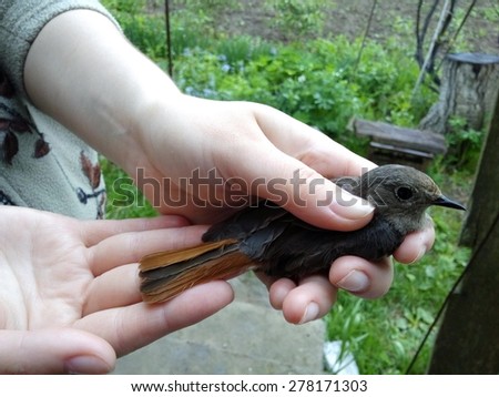 Bird in hands