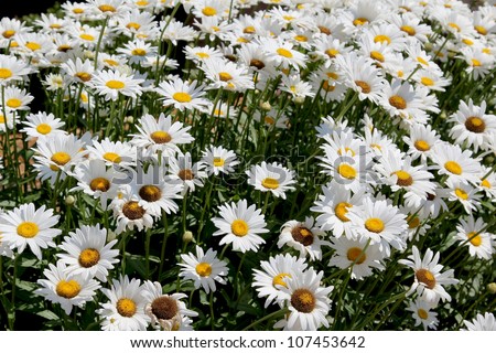 Daisies bloom from spring till fall, making them a favorite perennial in any garden.  They make beautiful cut flowers too.