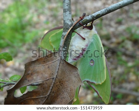 Luna Moth newly emerged from it\'s cocoon clings to a branch until it\'s ready to begin it\'s night flight.
