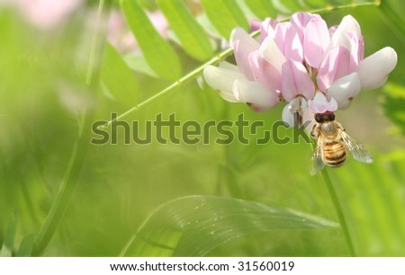 Honey Bee on Flower in focus with green blurred natural background.  Great for Stationary