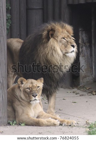 King of the Jungle is an apt description of this fine Male Lion and Queen of the Jungle would fit his Lioness equally well. They look to be quite a devoted pair.