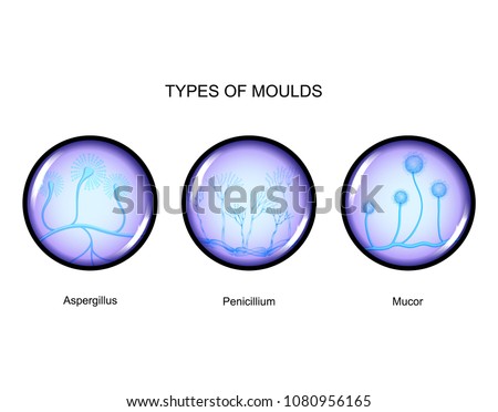 vector illustration of the types of mold